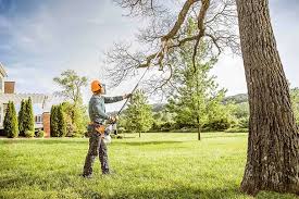 Best Tree and Shrub Care  in Ignacio, CO