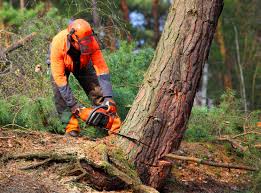 Best Tree Cabling and Bracing  in Ignacio, CO