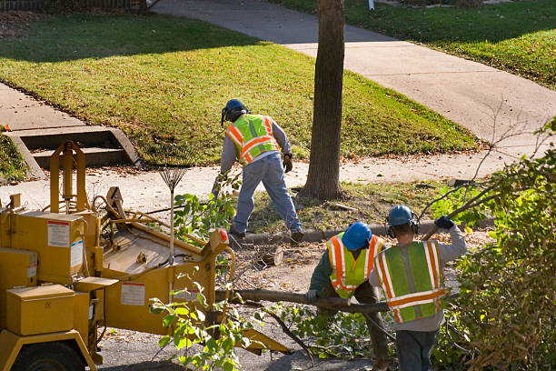 Best Tree Trimming and Pruning  in Ignacio, CO