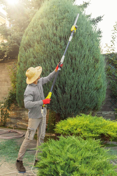 Best Sod Installation  in Ignacio, CO