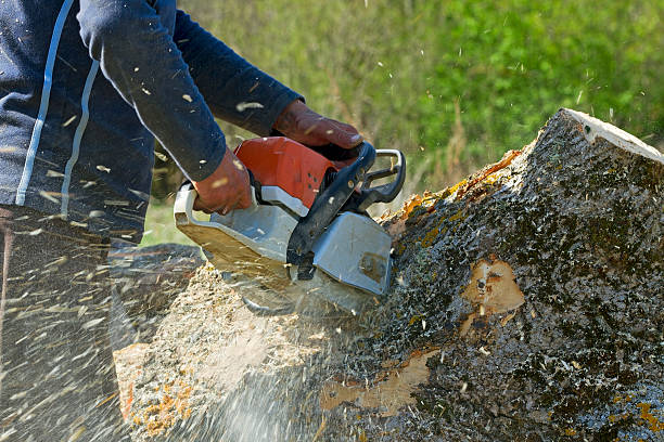 Best Emergency Tree Removal  in Ignacio, CO